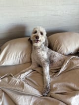 Miracle Made Sheets customer — James T.